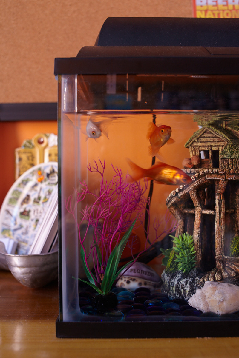 Fish Tank at Steve's Authentic Key Lime Pies, Store interior in Red Hook, Brooklyn, NYC